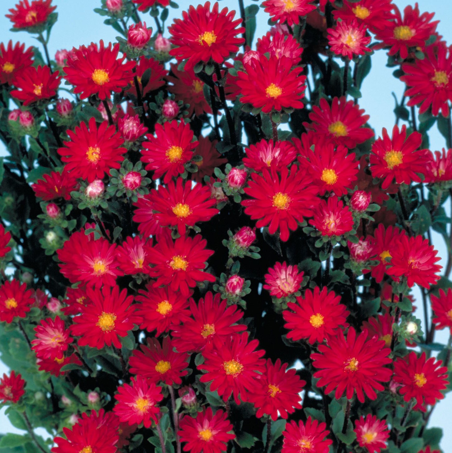 Aster Serenade Scarlet 200 seemet