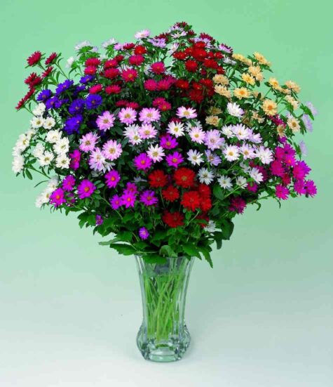 Aster Serenade segu 200 seemet