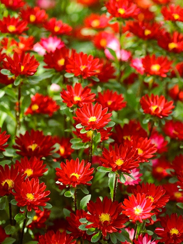 Aster Serenade Scarlet 200 seemet