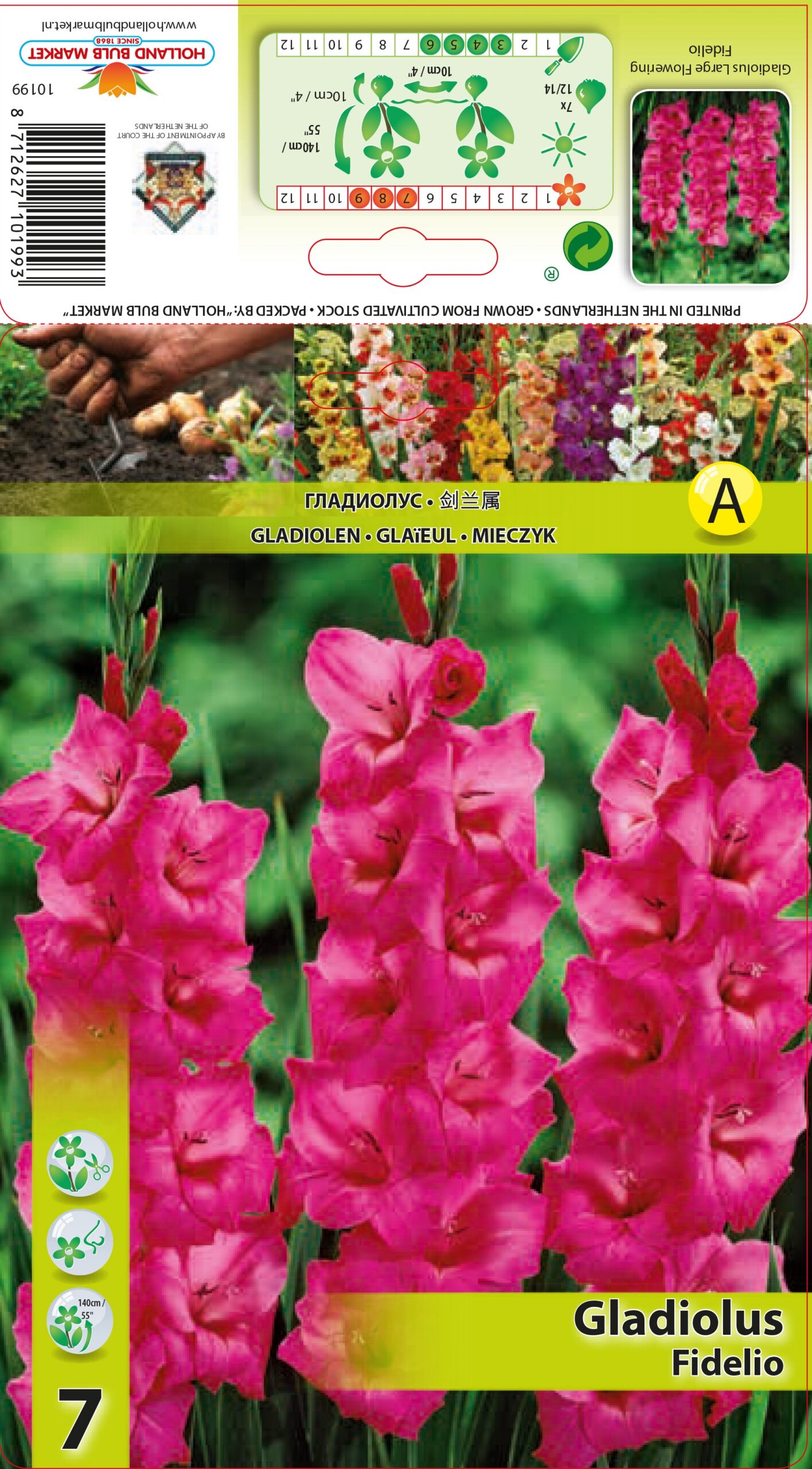 Gladiool Fidelio 7 tk