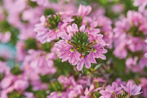 Tiiviklill Abanico Rose 3 tk