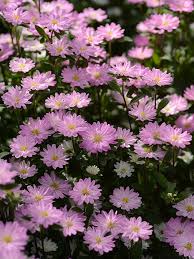 Aster Serenade rose tipped white 200 seemet