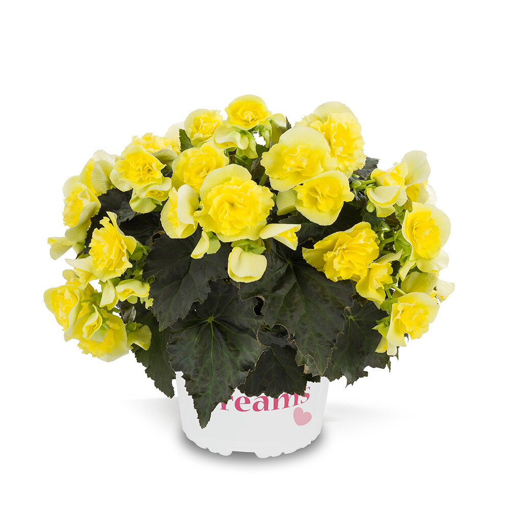 Roosbegoonia Solenia Yellow 1tk