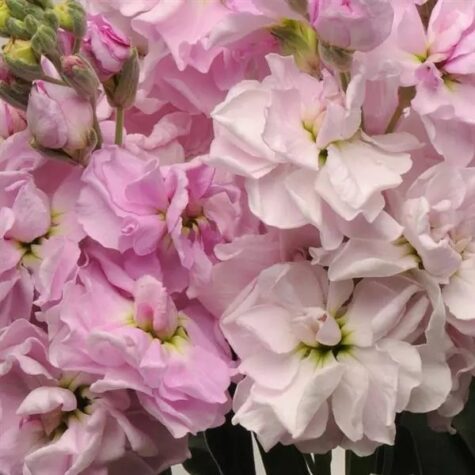 Aedlevkoi Katz Cherry Blossom 50 seemet