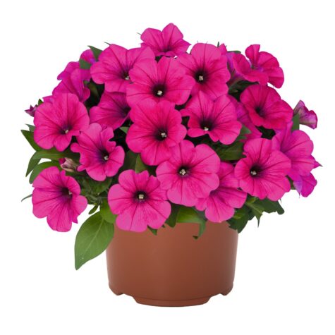 Petuunia Potunia® Neon 3 tk