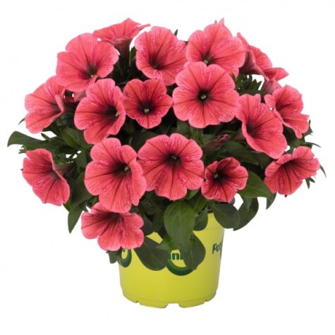 Petuunia Potunia® Coral 3 tk