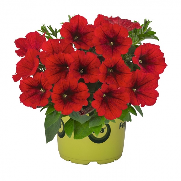 Petuunia Sweetunia® Red 2024 3 tk