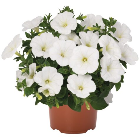 Petuunia Sweetunia® White 3 tk