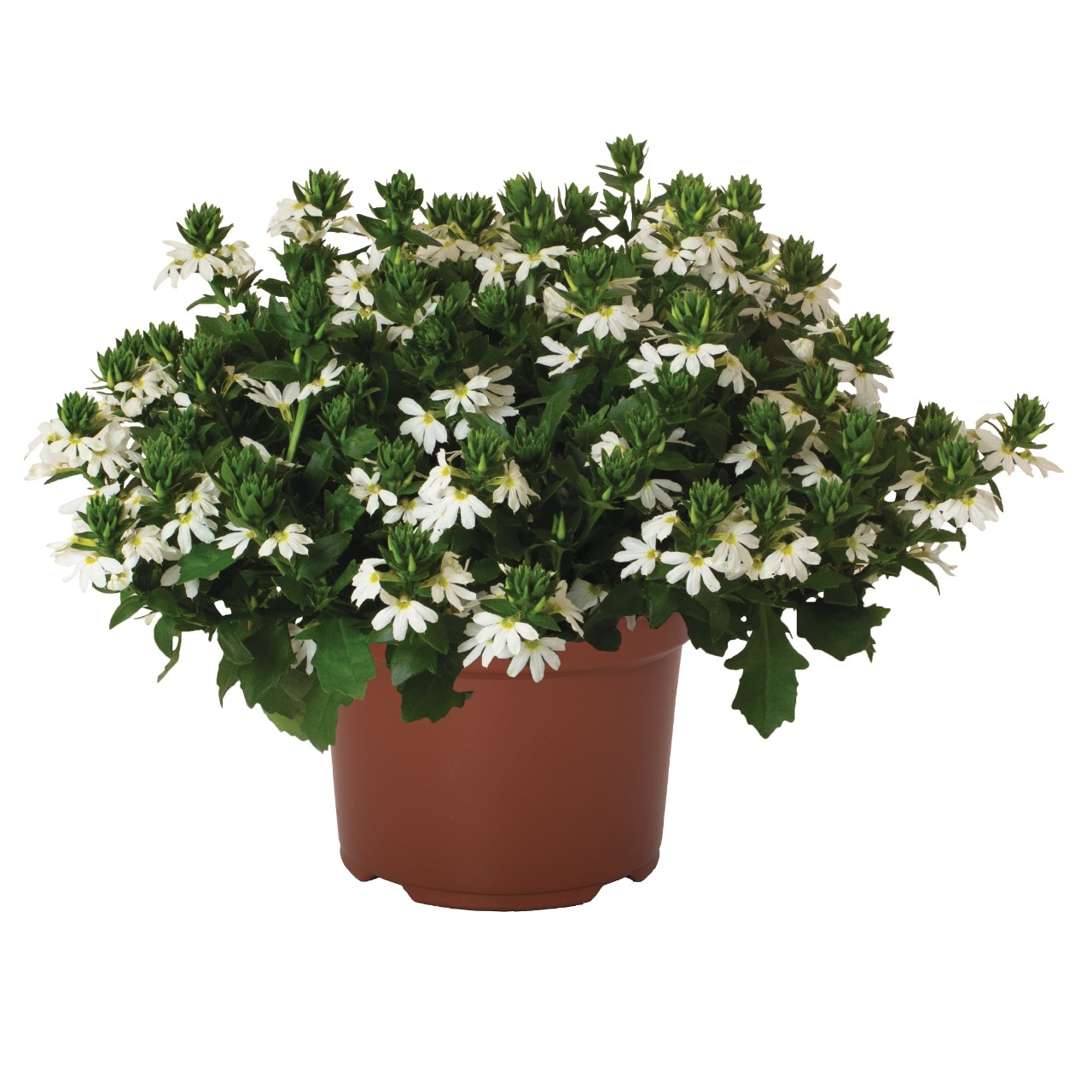 Tiiviklill Scala Capello White 3 tk