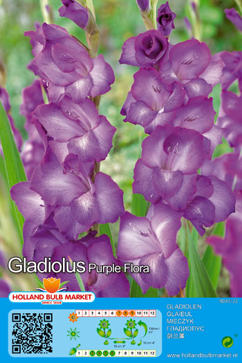 Gladiool Purple Flora 1 tk