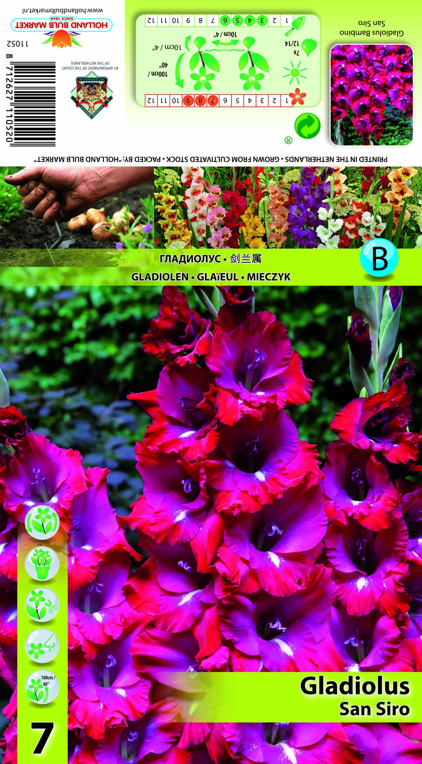 Gladiool San Siro 7 tk