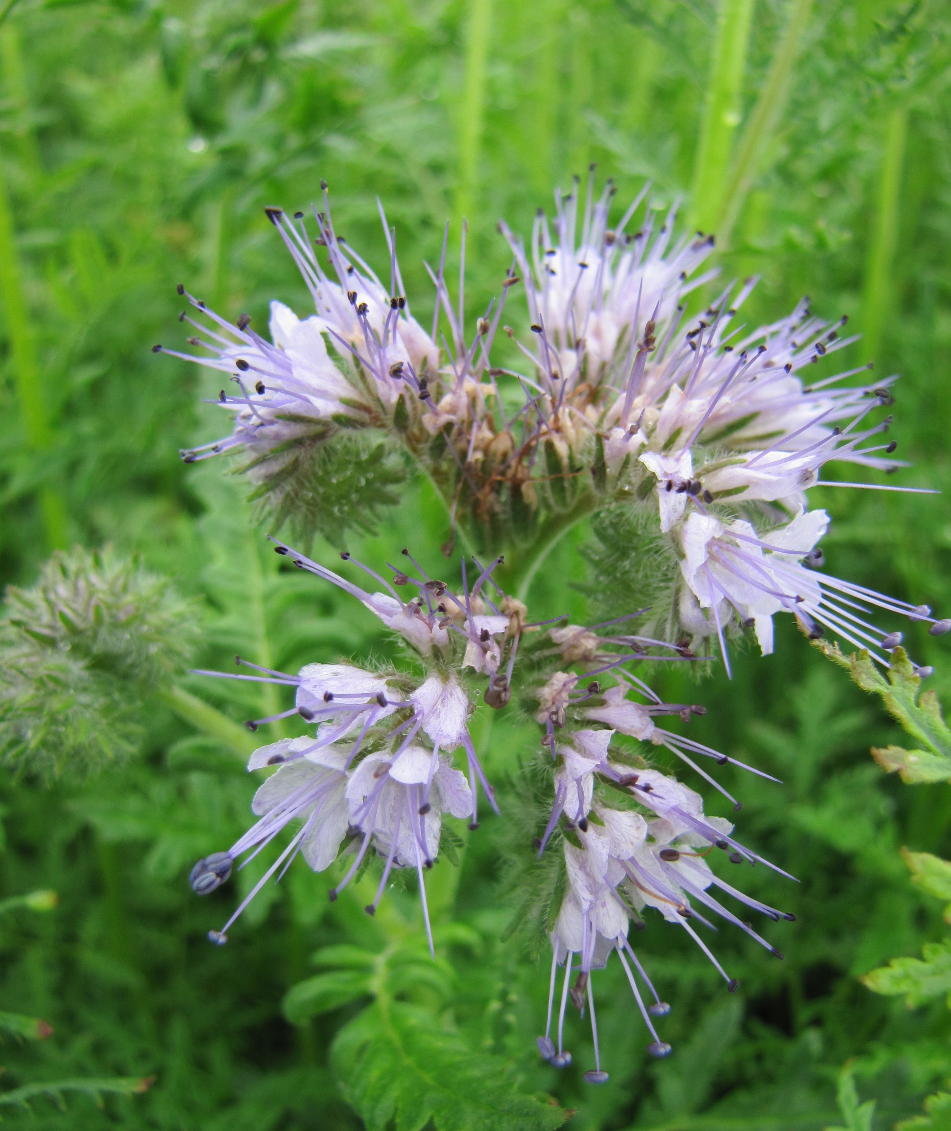 Keerispea STALA 500 g