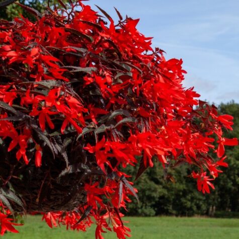 Boliivia begoonia Bossa Nova Rosso 1tk