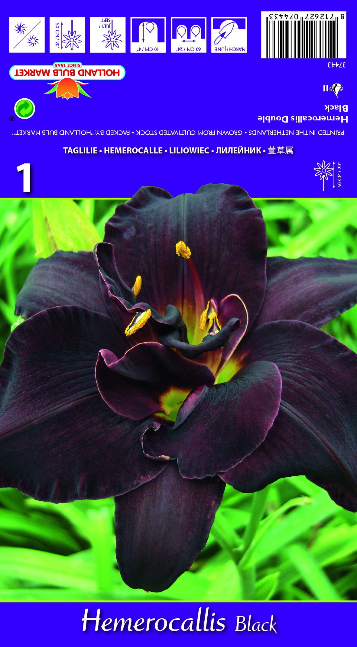 Päevaliilia Double Black 1 tk