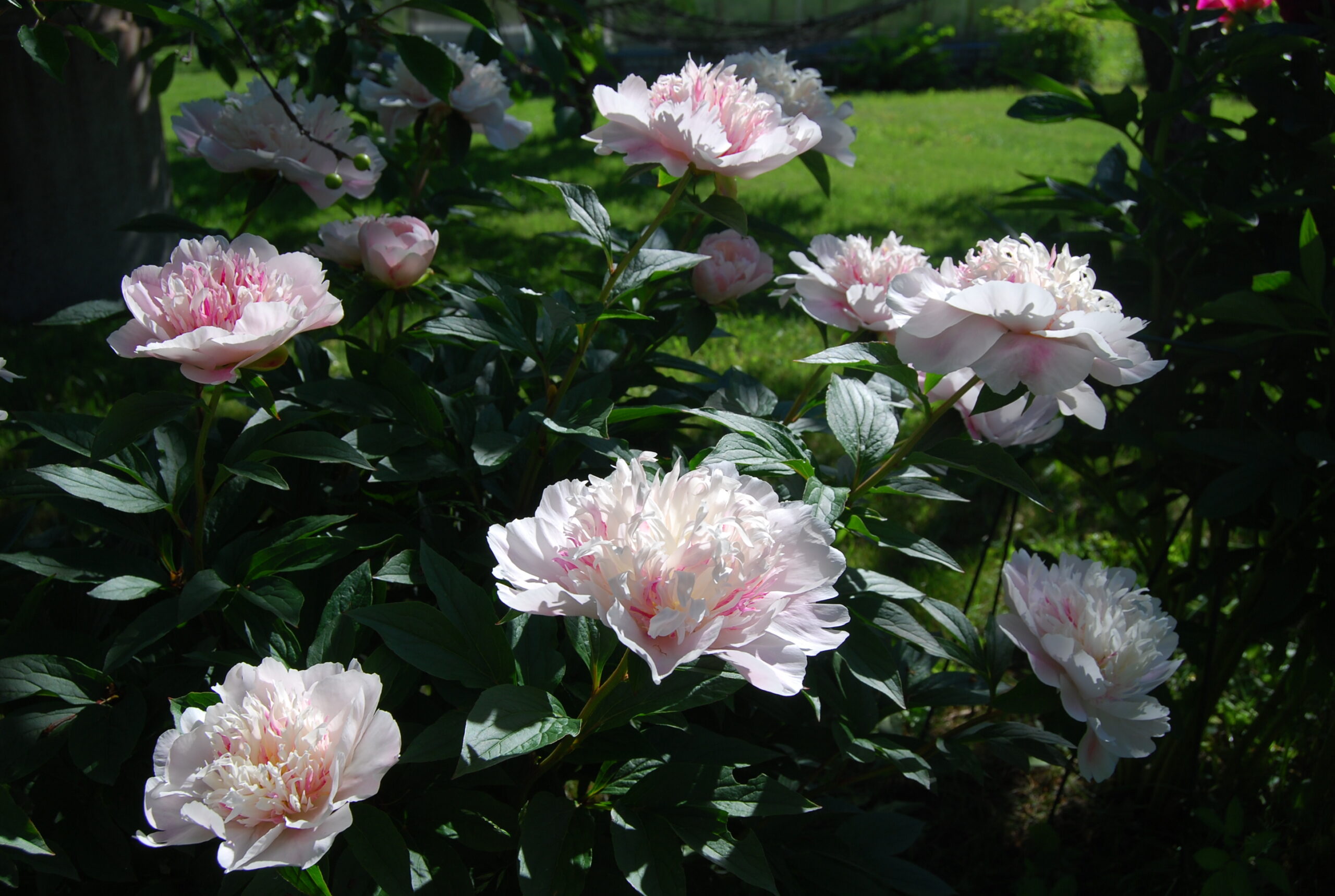 Pojeng Do Tell paljasjuurne 1tk.