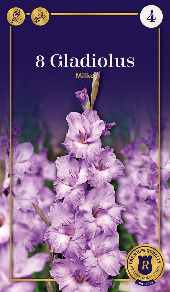 Gladiool Milka 8 tk