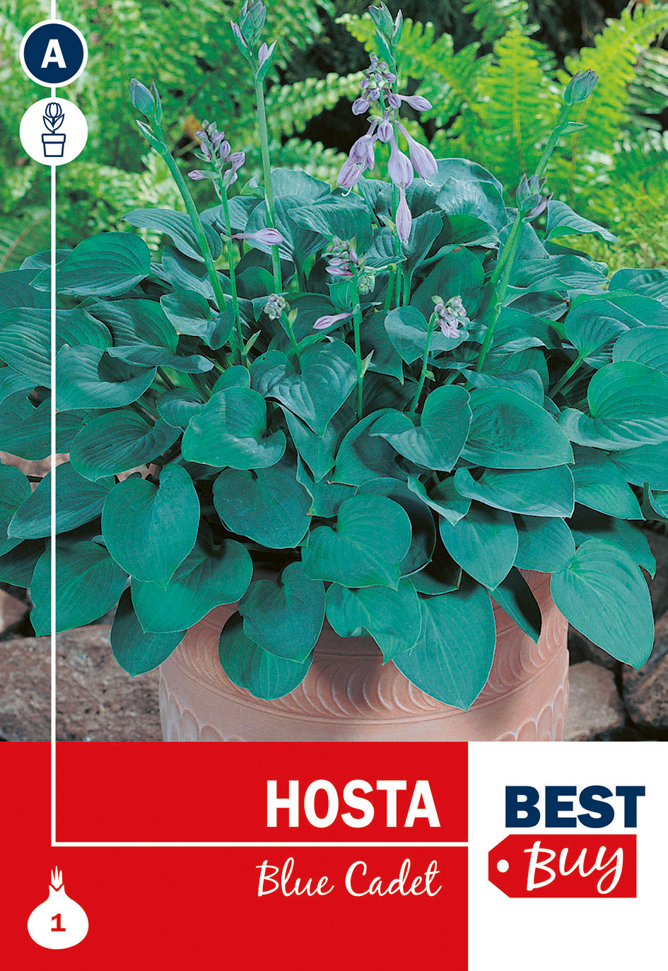 Hosta Blue Cadet 1tk