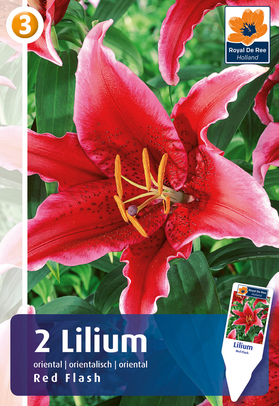 Liilia Red Flash 2 tk