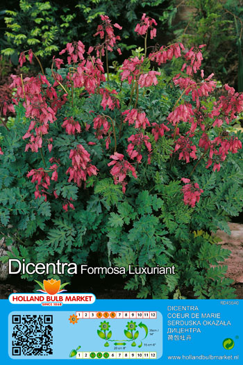 Murtudsüda Luxuriant 1tk