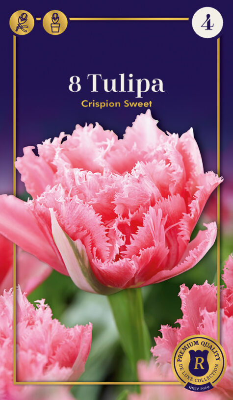 Tulp Crispion Sweet 8tk