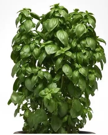 Basiilik Everleaf Emerald Genovese 50 seemet