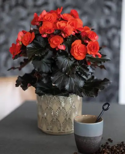 Roosbegoonia Mocca Orange 1 tk