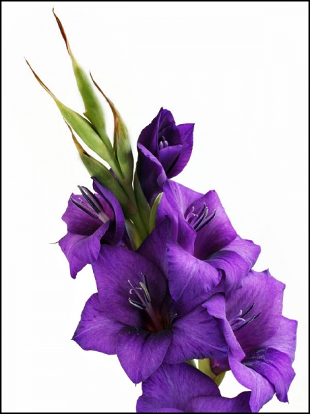 Gladiool Purple Flora 1 tk