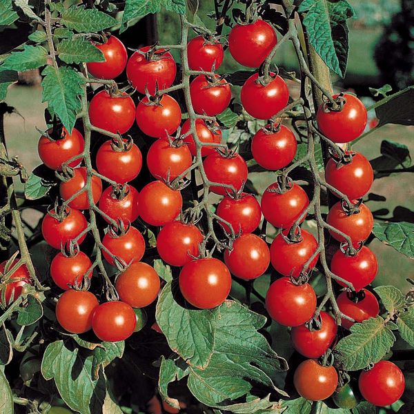 Tomat Red Cherry taim P10,5