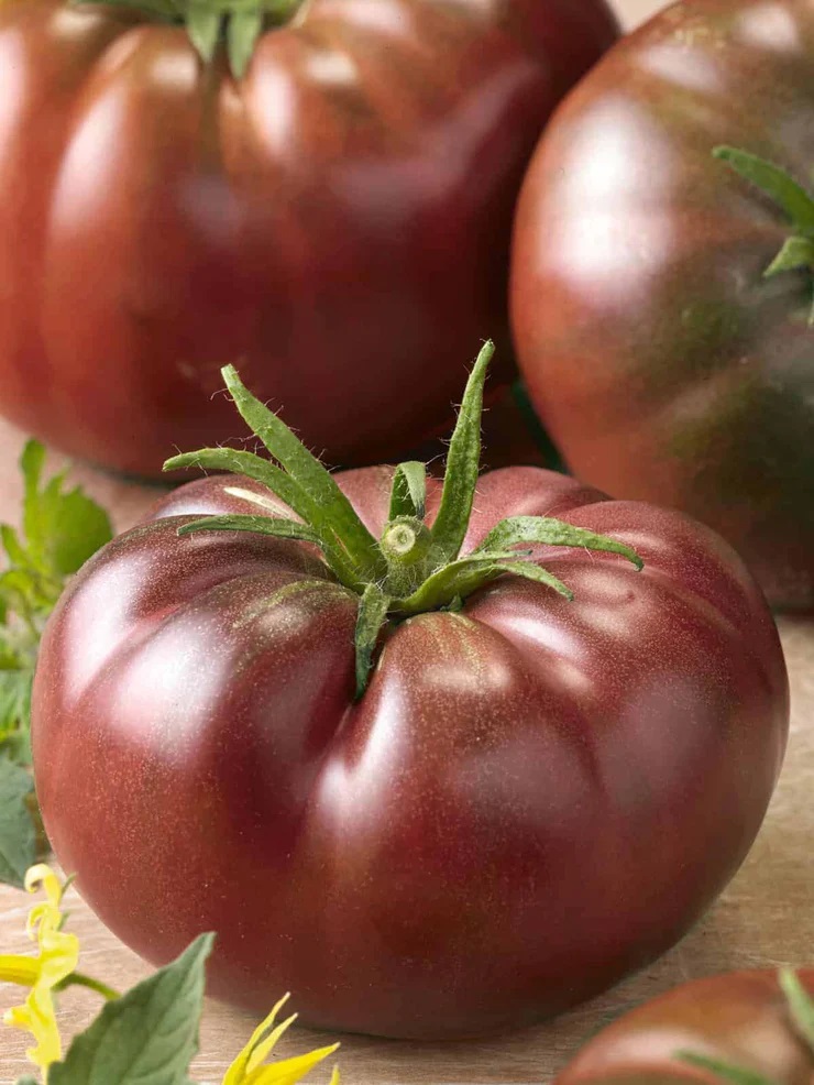 Tomat Black Krim taim P10,5