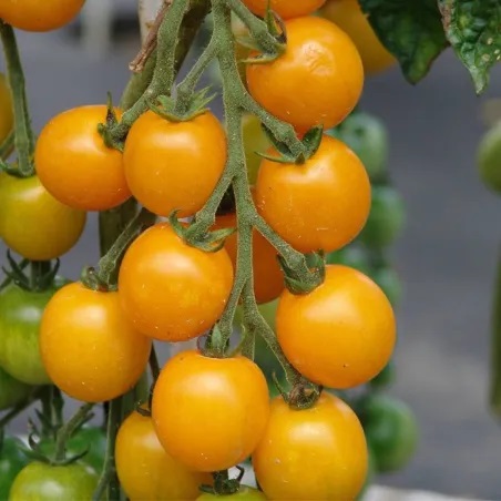 Tomat Goldkrone taim P10,5