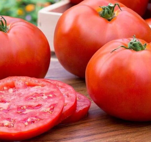 Tomat Mato taim P10,5