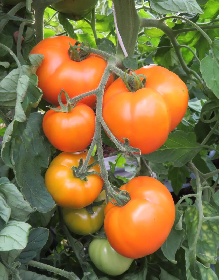 Tomat Pille taim P10,5