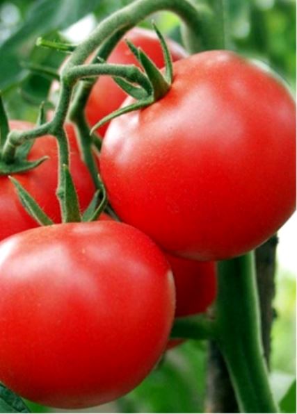 Tomat Polbig P10,5 taim P10,5