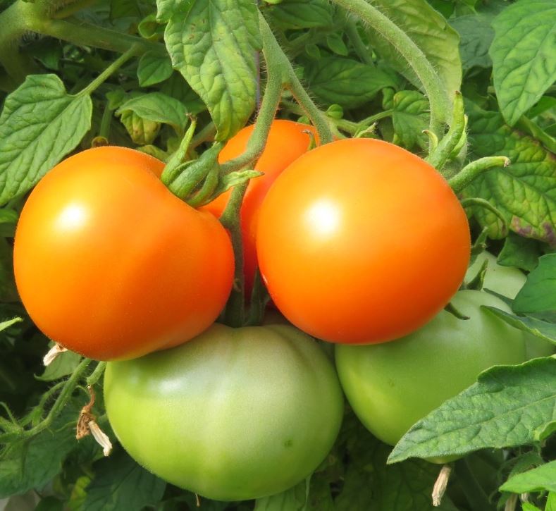 Tomat Siive taim P10,5