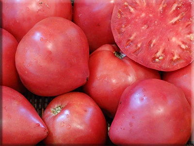 Tomat Härjasüda taim P10,5