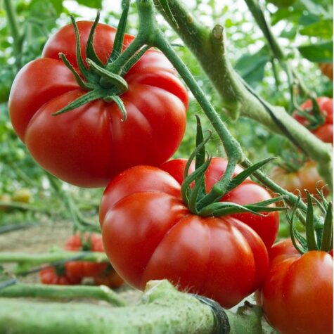 Tomat Marmande taim P10,5
