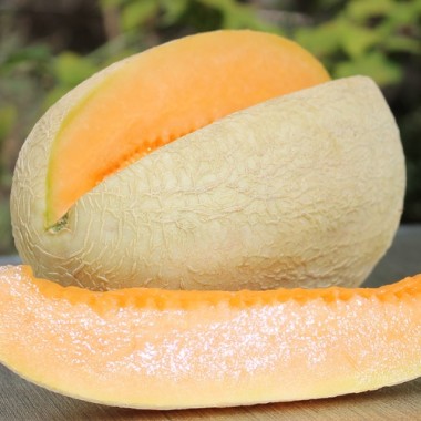 Melon Melba P9 taim