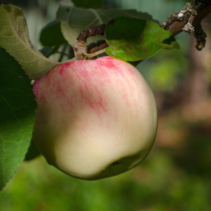 Õunapuu Melba C8