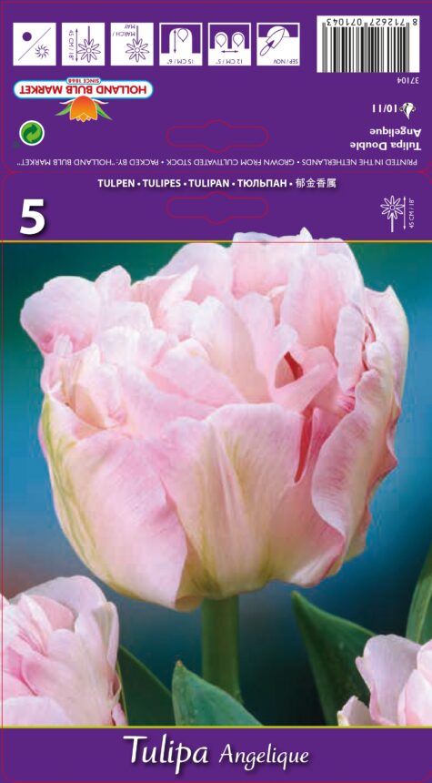 Tulp Angelique 5 tk