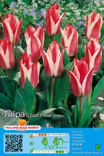 Tulp Czaar Peter 1 tk