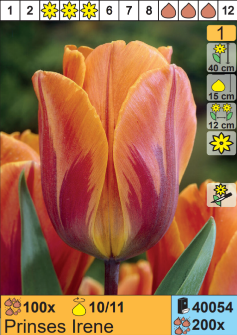 Tulp Prinsess Irene 1 tk