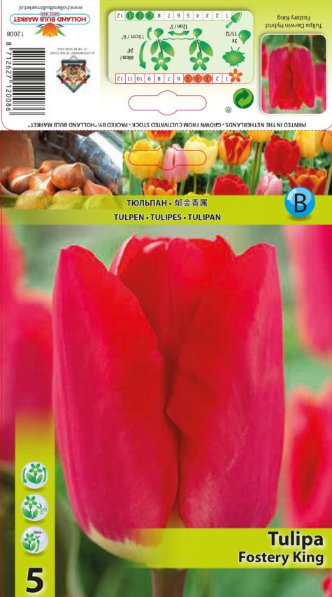 Tulp Fostery King 5 tk