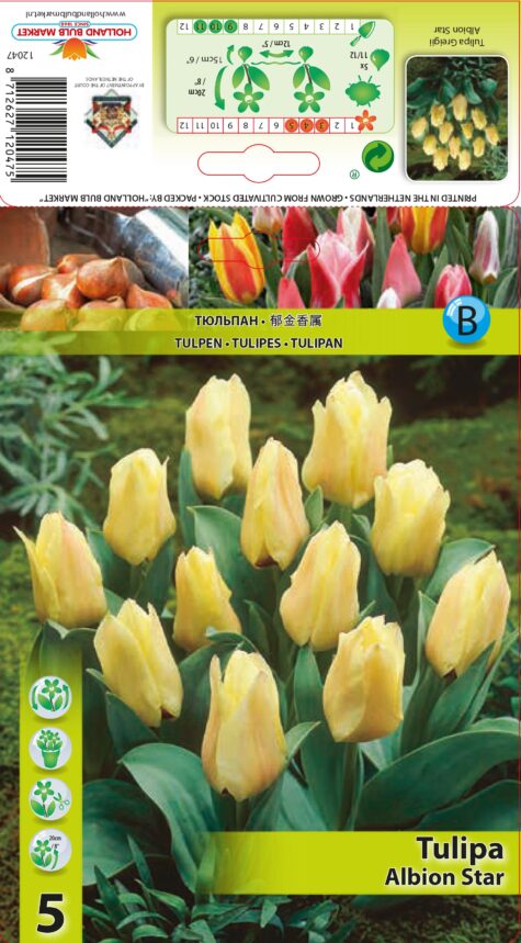 Tulp Albion Star 1tk