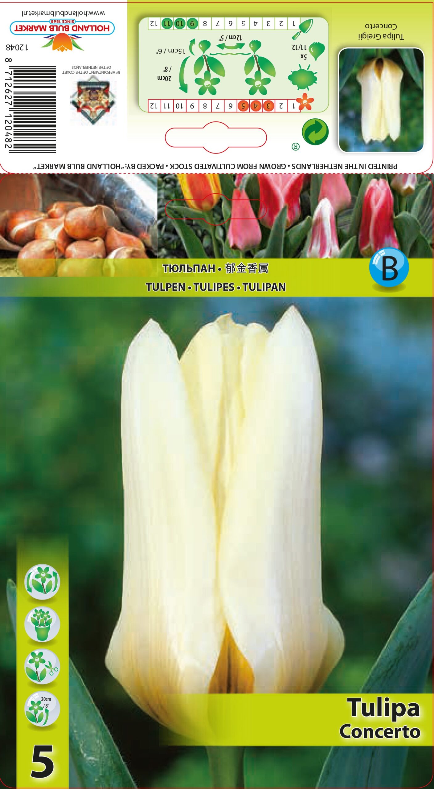 Tulp Concerto 5tk