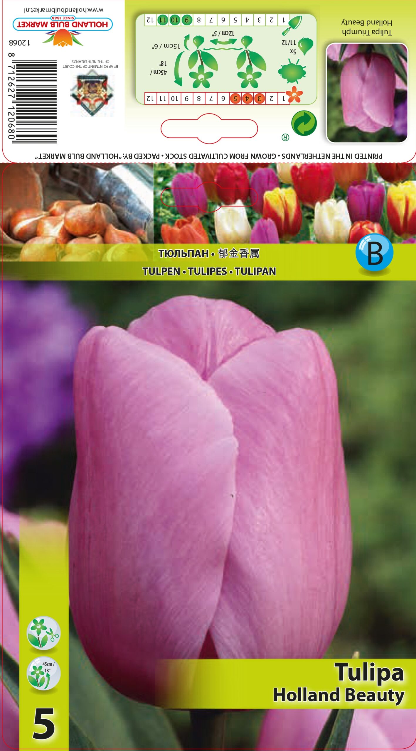 Tulp Holland Beauty 1 tk