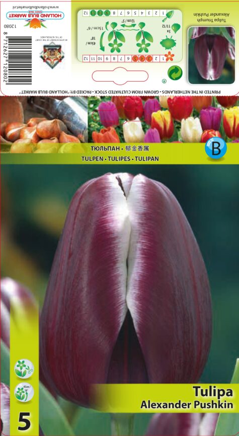 Tulp Alexander Pushkin 5 tk