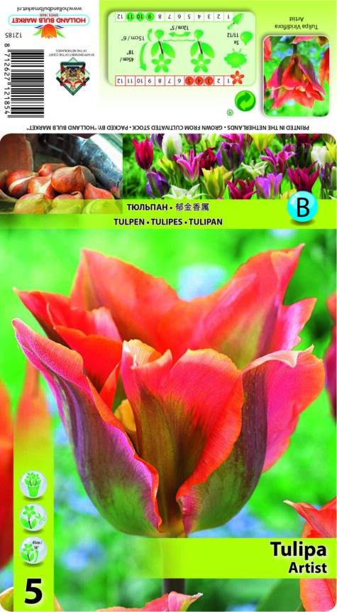 Tulp Artist 5 tk