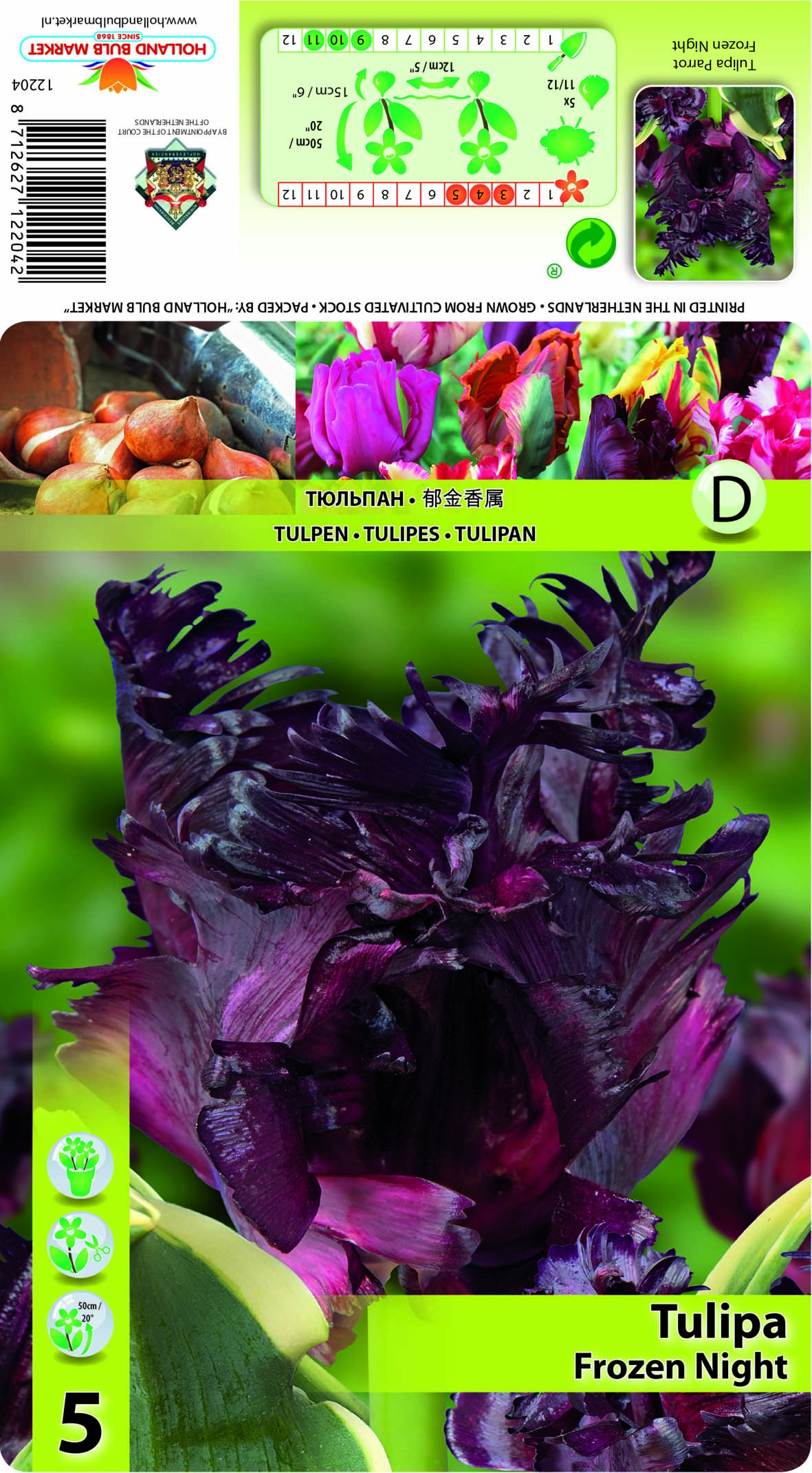 Tulp Frozen Night 5 tk