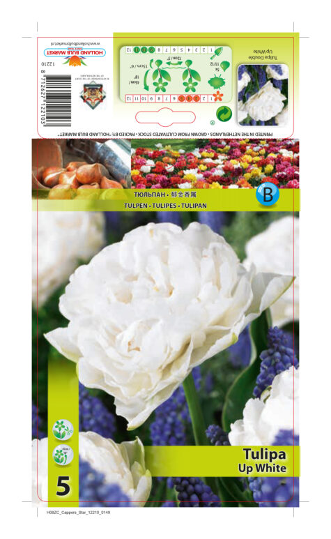 Tulp Up White 5 tk