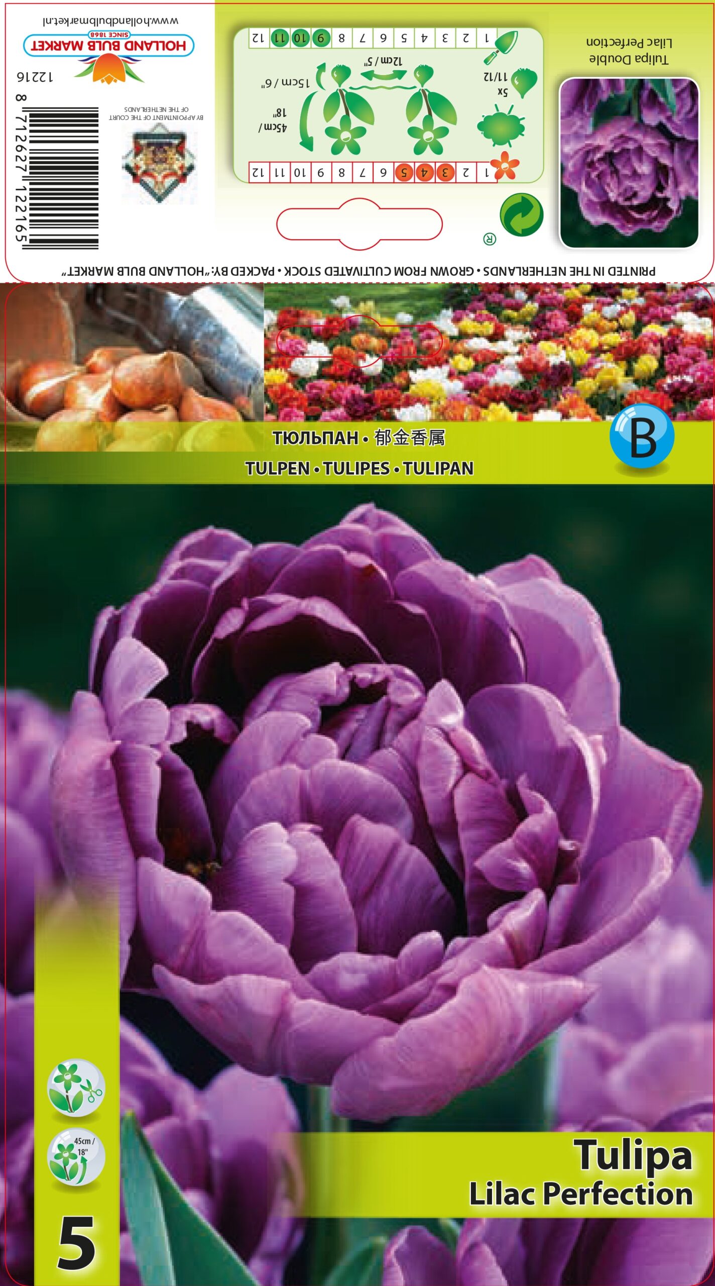 Tulp Lilac Perfection 5tk